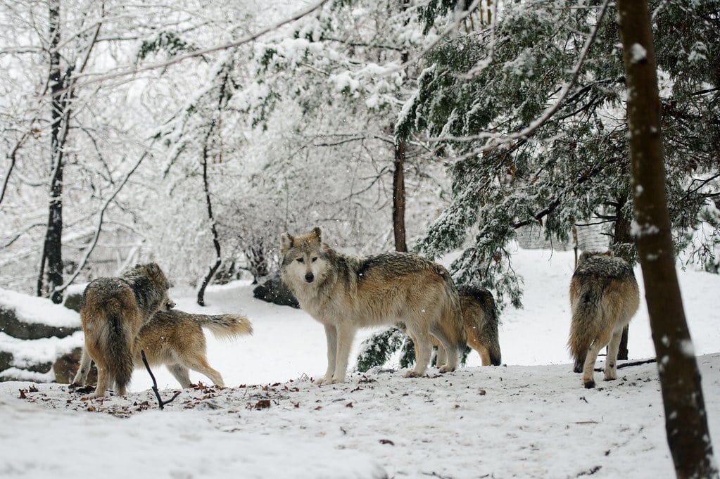 Monday: The Pack Hunter's Call (Image Credits: Flickr)