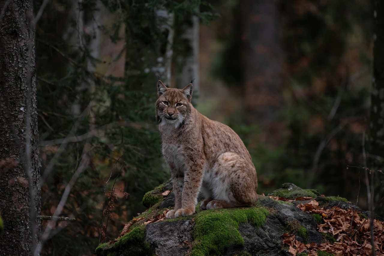 Friday: The Night Hunter's Grace (Image Credits: Pixabay)