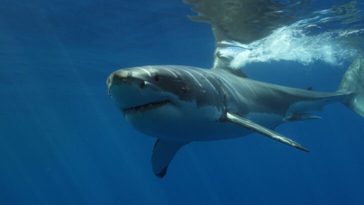 Vanishing Giants: Mediterranean Great White Sharks on the Brink of Extinction