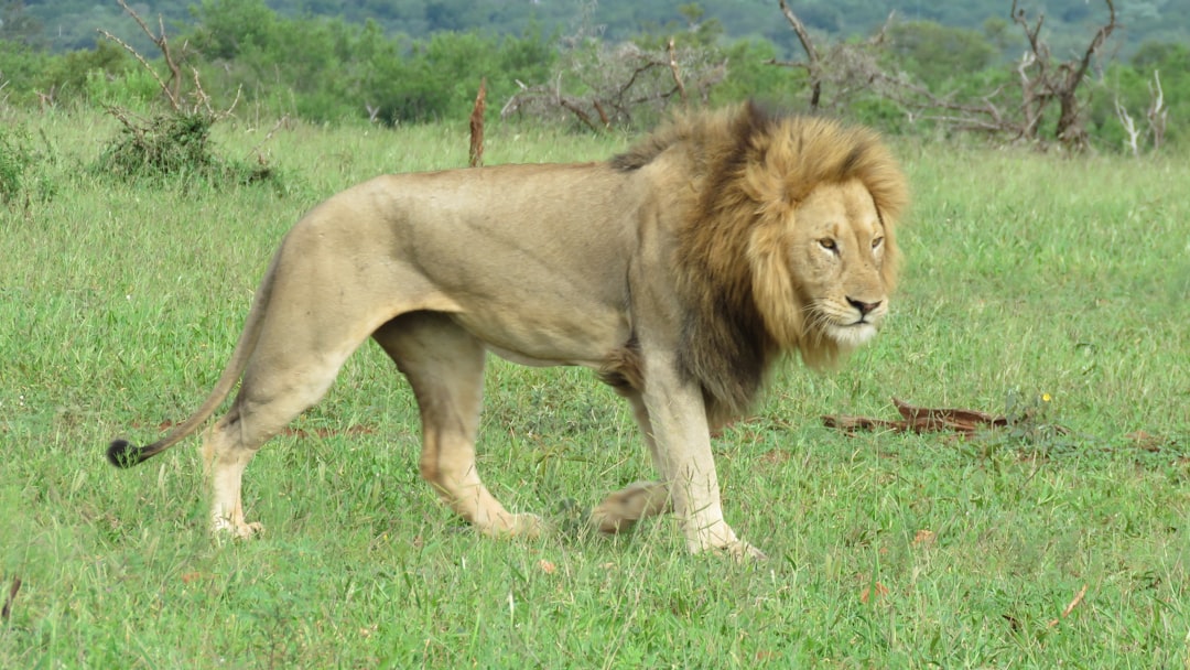 The Lion: Charging Head-On Into Battle (Image Credits: Unsplash)