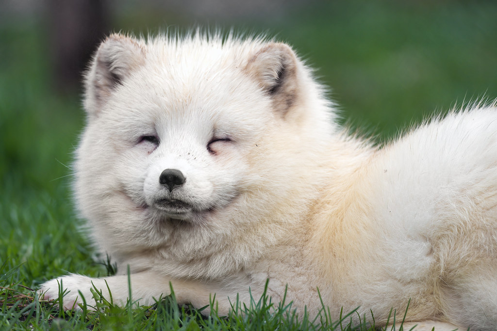 The Arctic Fox: Masters of Strategic Retreat (Image Credits: Flickr)
