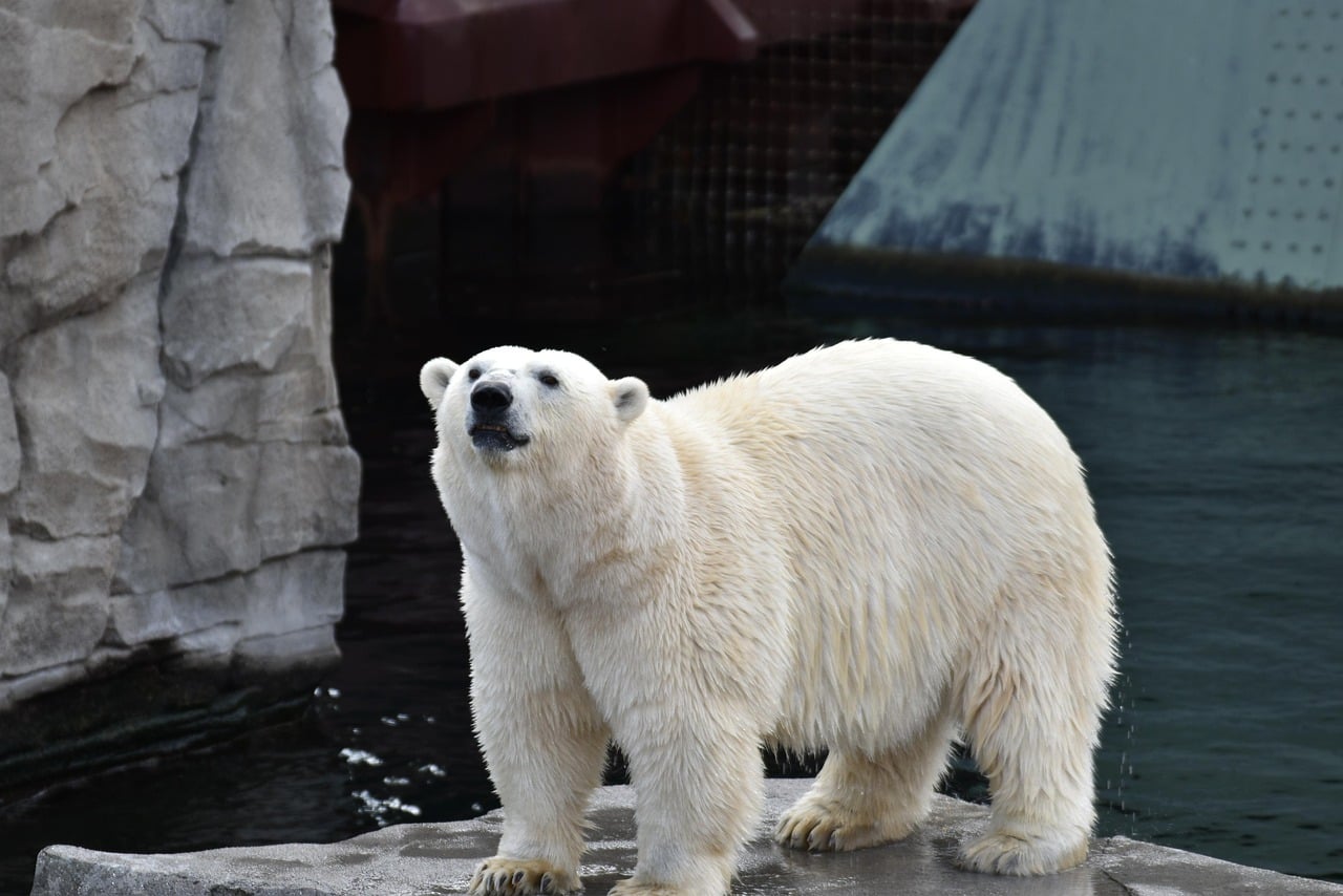 The Polar Bear: The Calculated Observer (Image Credits: Pixabay)