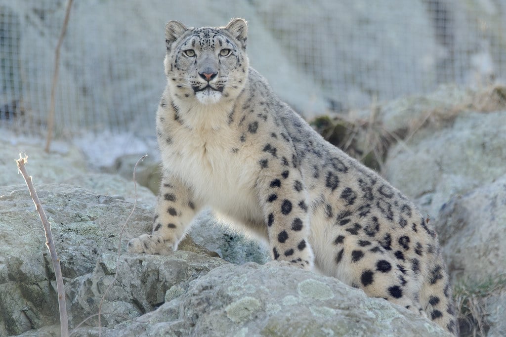 The Leopard: Adaptable Survivors (Image Credits: Flickr)