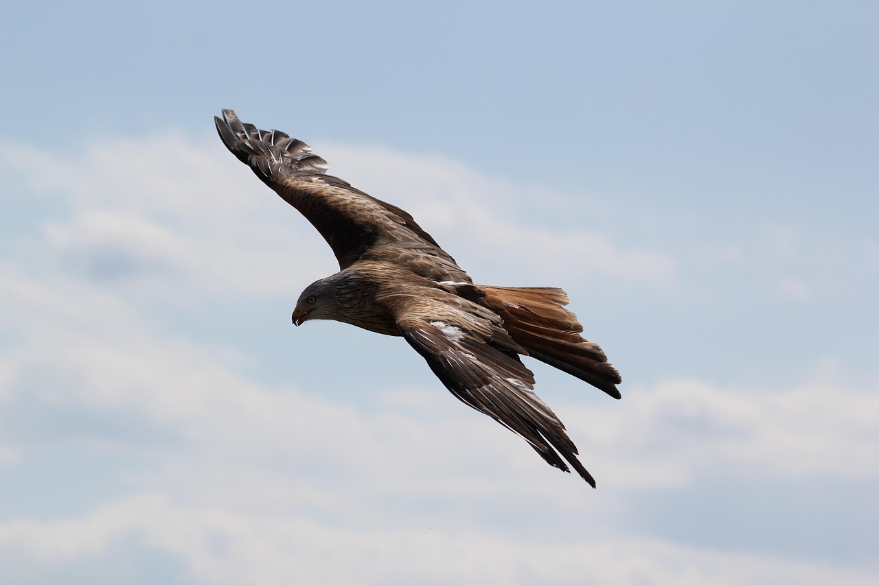 The Golden Eagle: Strategic Heights and Perspective (Image Credits: Pixabay)
