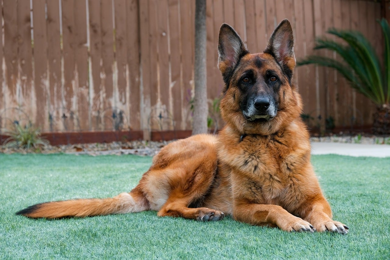 Captain America: The Loyal German Shepherd (Image Credits: Pixabay)