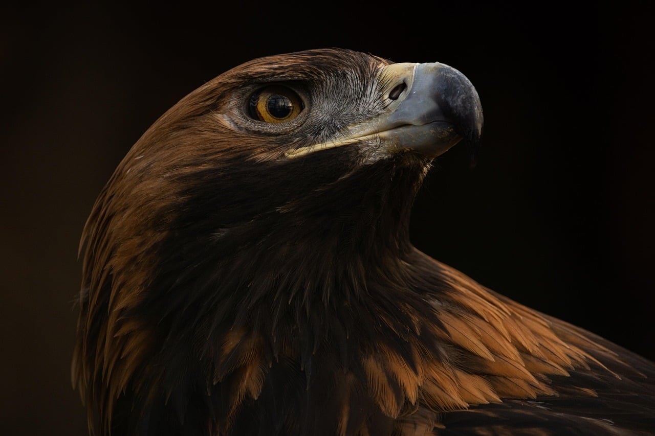 Thor: The Majestic Golden Eagle (Image Credits: Pixabay)