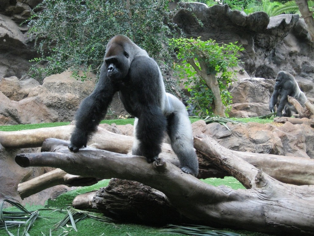 Hulk: The Powerful Silverback Gorilla (Image Credits: Rawpixel)