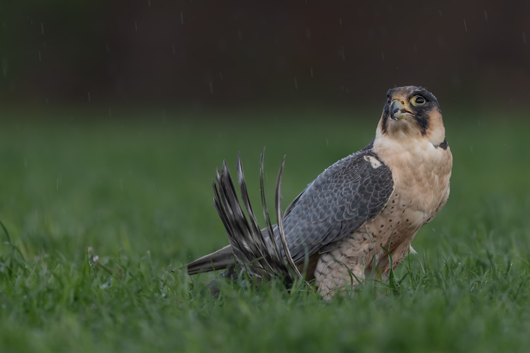 Hawkeye: The Sharp-Eyed Peregrine Falcon (Image Credits: Unsplash)
