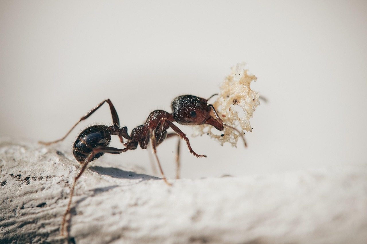 Ant-Man: The Industrious Leafcutter Ant (Image Credits: Pixabay)