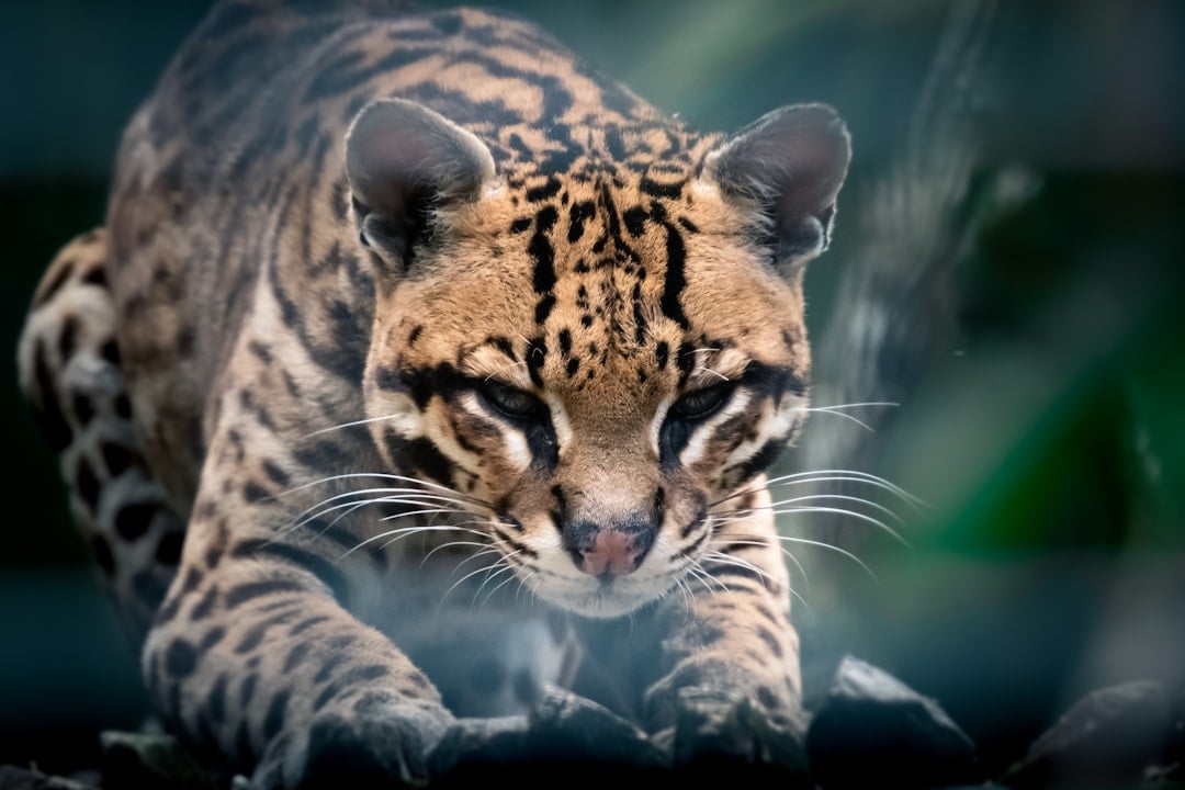 Gemini Moon: The Ocelot's Curious Chatter
