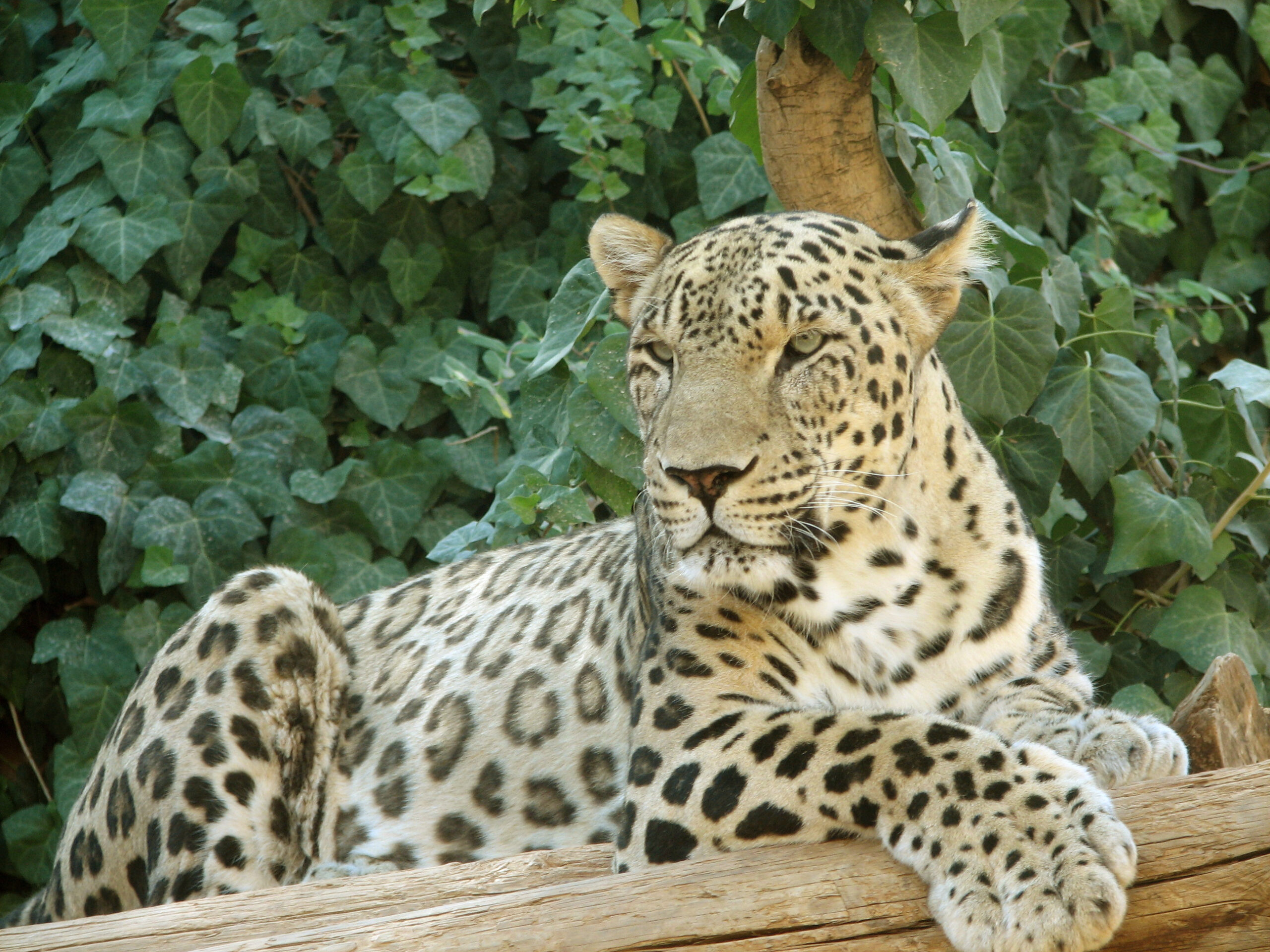 Taurus Moon: The Leopard's Patient Grace (Image Credits: Wikimedia)