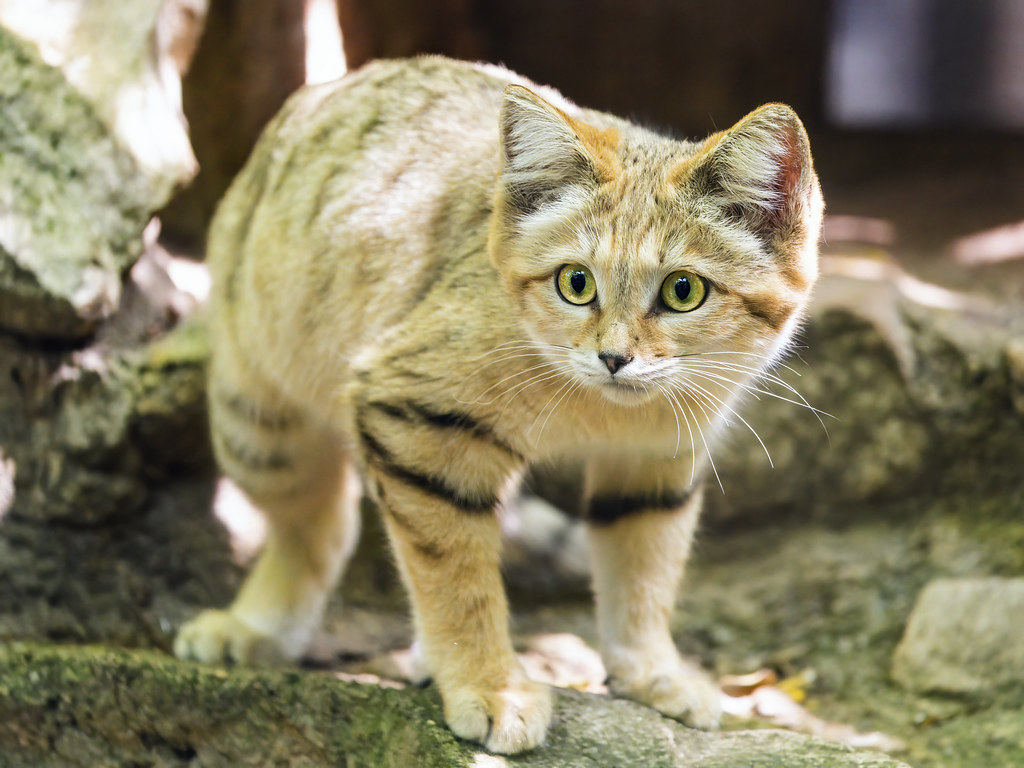 Cancer Moon: The Sand Cat's Hidden Strength (Image Credits: Flickr)