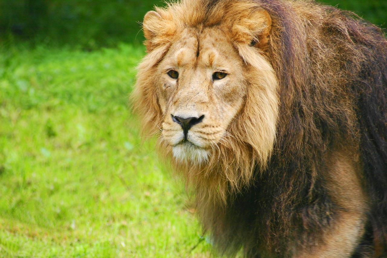 Leo Moon: The Lion's Regal Presence (Image Credits: Pixabay)