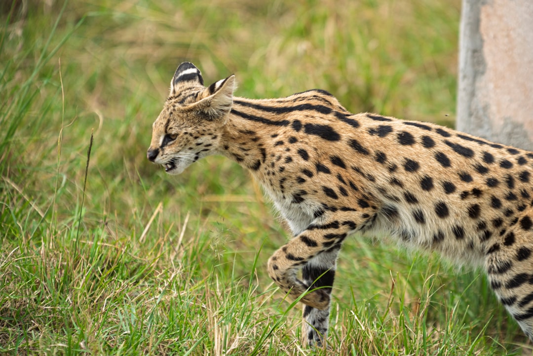 Virgo Moon: The Serval's Precise Hunter (Image Credits: Unsplash)