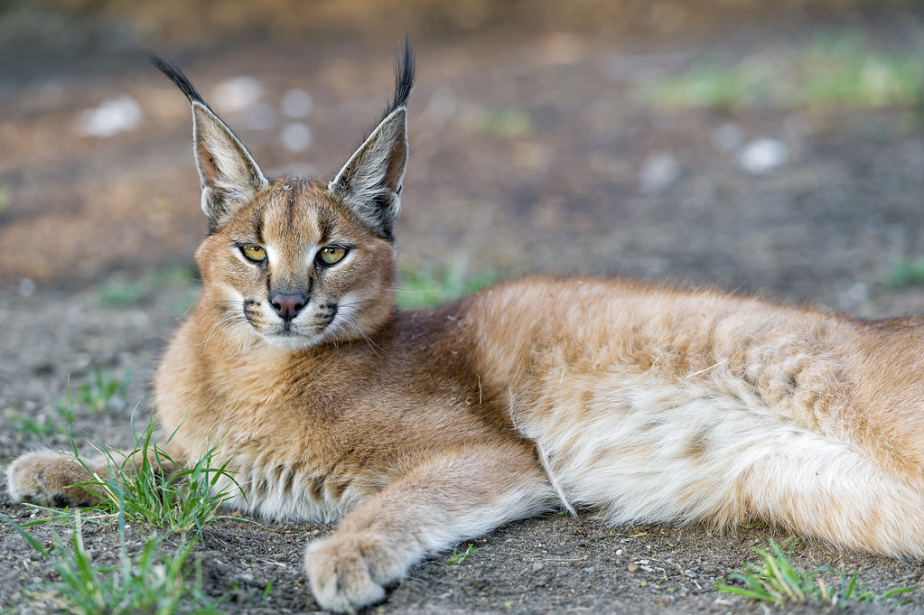 Libra Moon: The Caracal's Elegant Balance (Image Credits: Flickr)