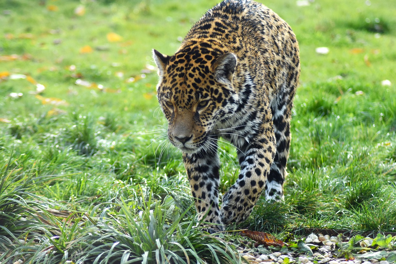 Pisces Moon: The Jaguar's Mystical Depths (Image Credits: Pixabay)