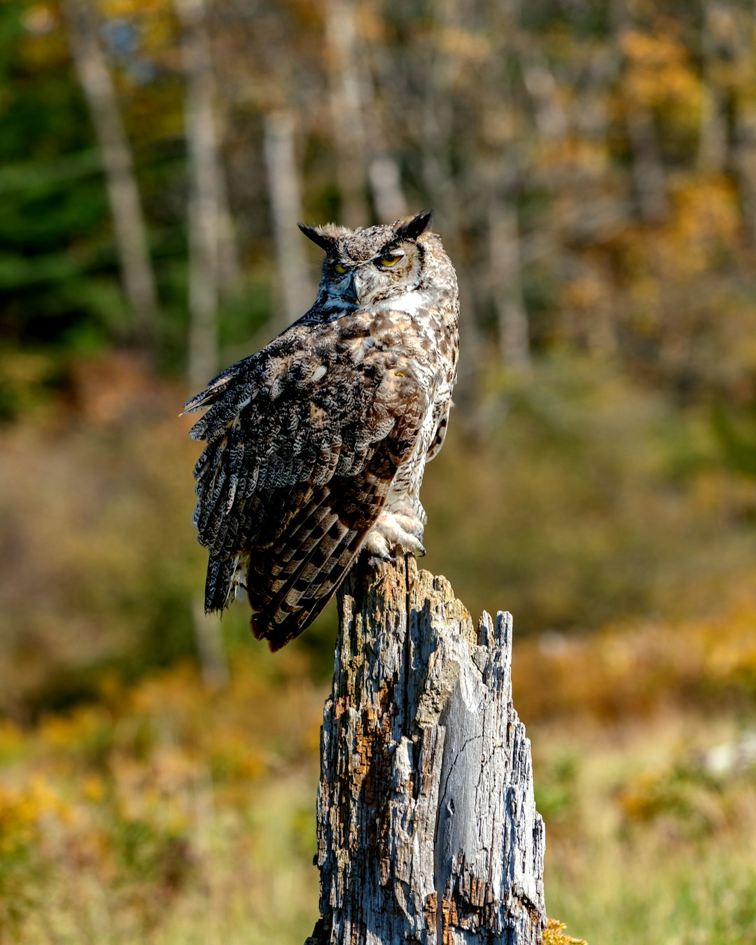The Great Horned Owl: Miami's Bold Nightlife Pioneer (Image Credits: Unsplash)