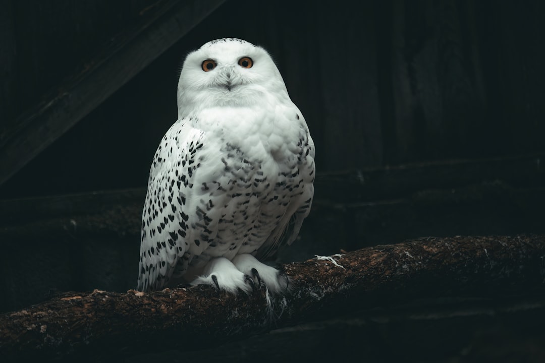 The Snowy Owl: New York's Transcendent Night Wanderer