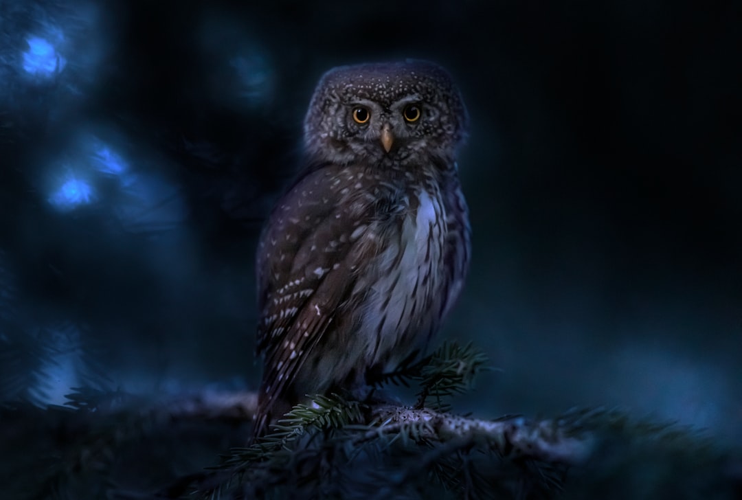 The True Owl: Seattle's Insomniac Creative (Image Credits: Unsplash)