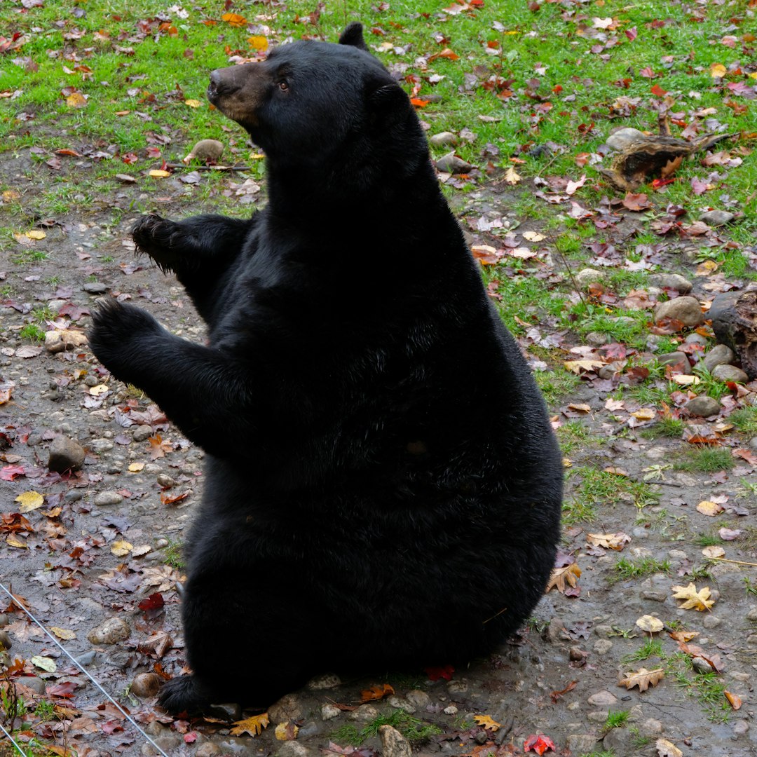 The Black Bear - Oprah Winfrey (Image Credits: Unsplash)