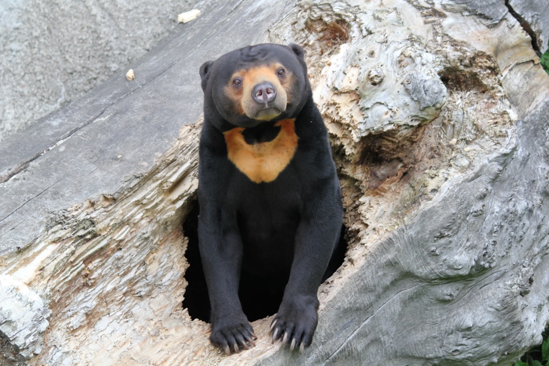 The Sun Bear - Keanu Reeves (Image Credits: Unsplash)