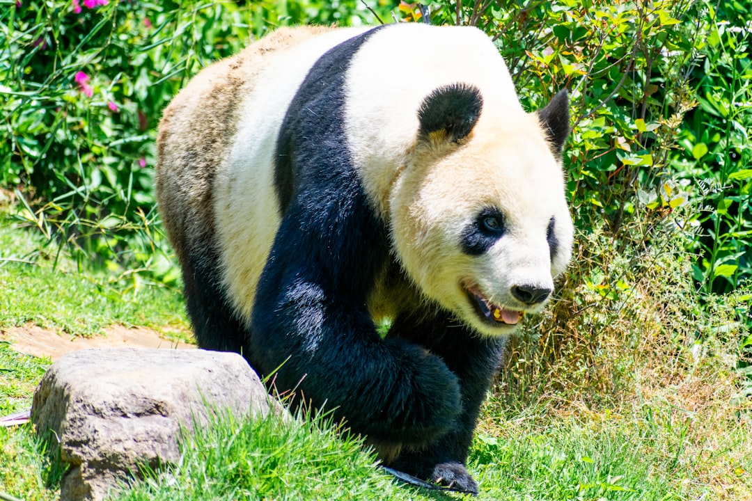 The Panda Bear - Tom Hanks (Image Credits: Unsplash)