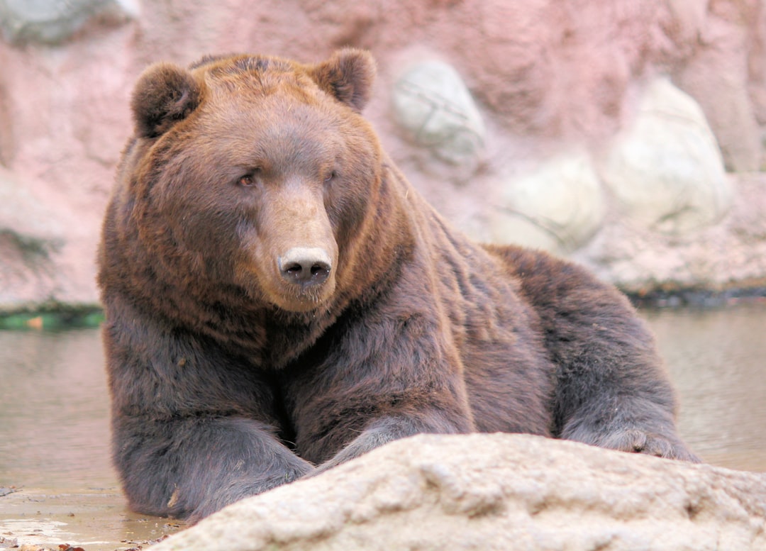 The Brown Bear - Jennifer Lawrence (Image Credits: Unsplash)