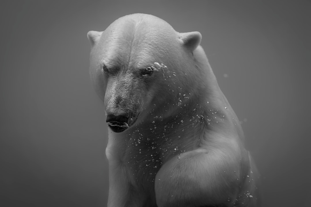 The Spirit Bear - Lady Gaga (Image Credits: Unsplash)