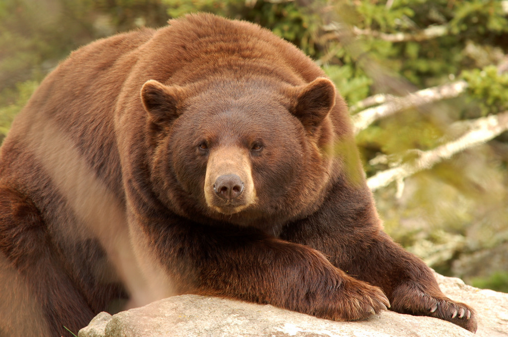 The Cinnamon Bear - Zendaya (Image Credits: Wikimedia)