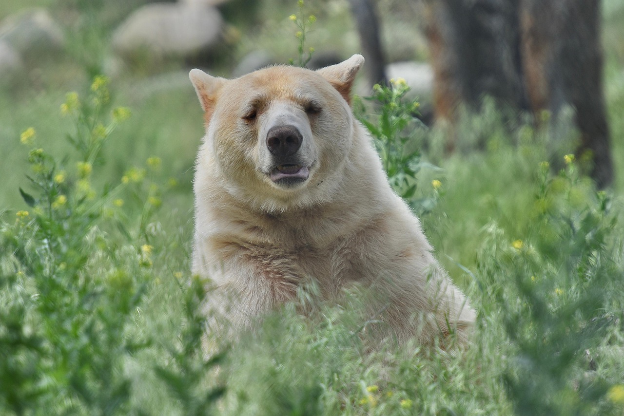 Conclusion: Finding Your Own Bear Spirit (Image Credits: Pixabay)