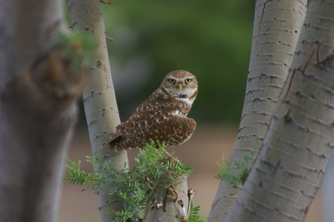The Owl: Guardian of Hidden Wisdom (Image Credits: Unsplash)