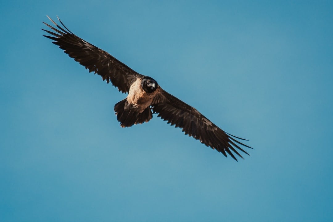 Eagle: Soaring Above Earthly Limitations (Image Credits: Unsplash)