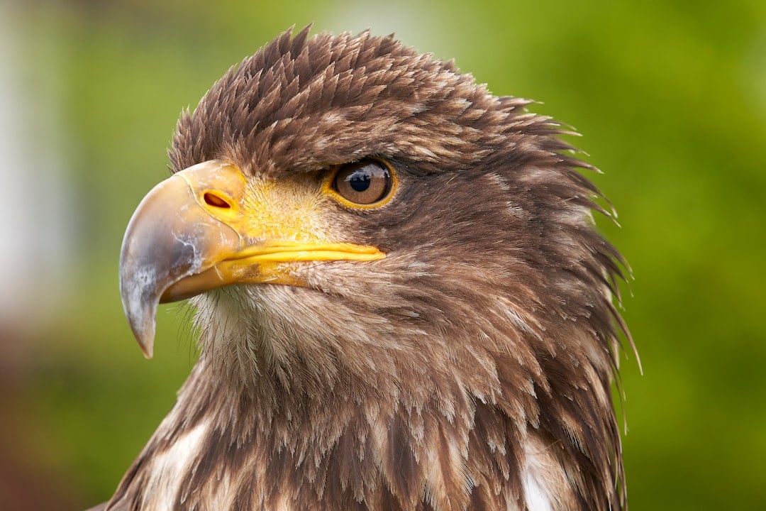 Eagle's Vision: Seeing the Bigger Picture (Image Credits: Unsplash)