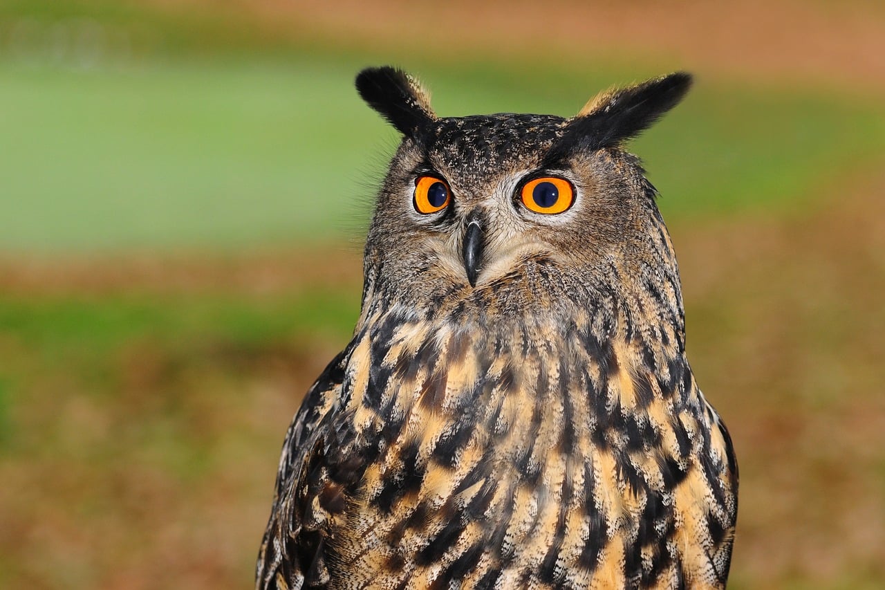 Choosing Your 2025 Spirit Animal Guide (Image Credits: Pixabay)