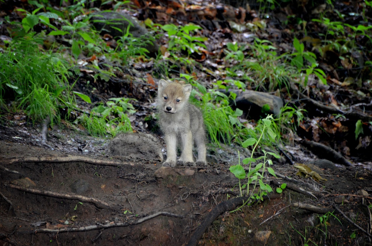 The Young Wolf: Learning Life's Essential Lessons (Image Credits: Pixabay)