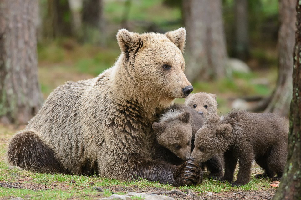 The Bear Mother: Fierce Protection Above All Else (Image Credits: Wikimedia)