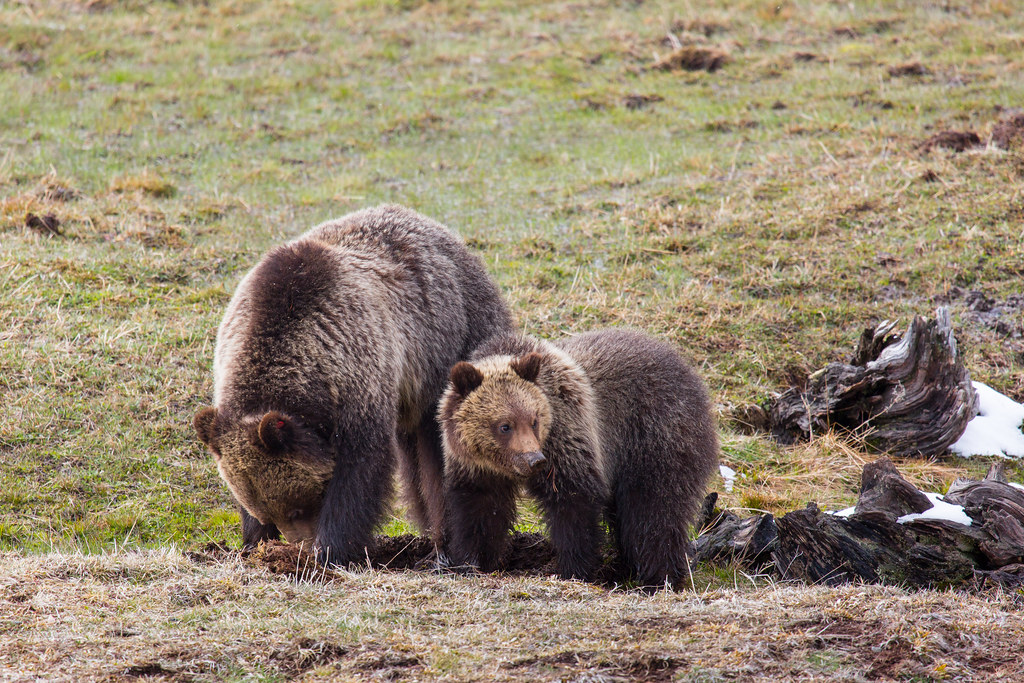 The Independent Bear Cub: Growing Into Self-Reliance (Image Credits: Flickr)