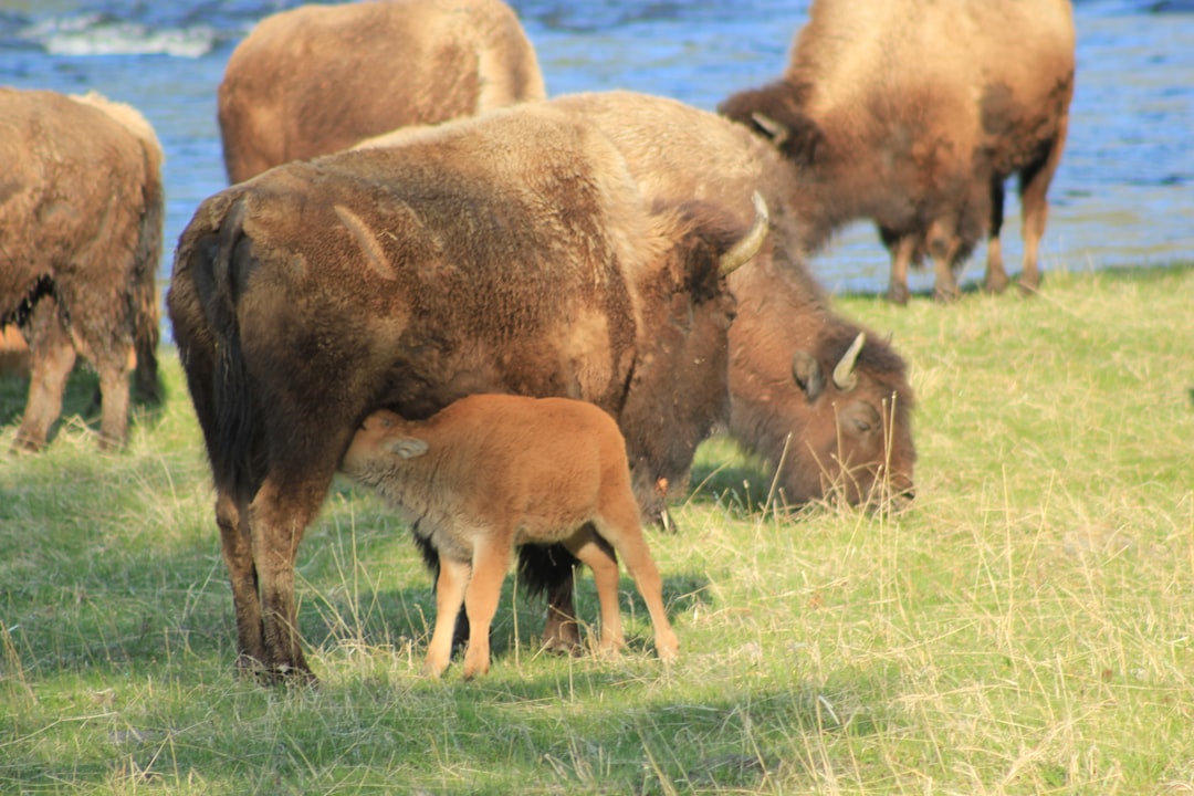 The Bison Matriarch: Leading Through Collective Wisdom (Image Credits: Unsplash)