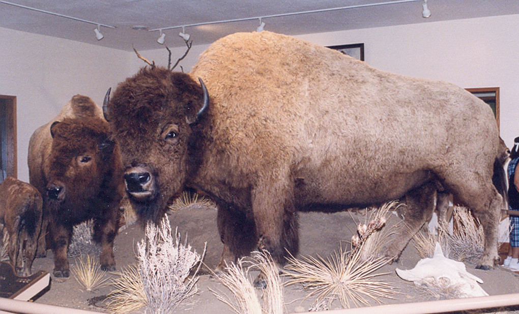 The Bison Bull: Seasonal Leadership and Protection (Image Credits: Flickr)