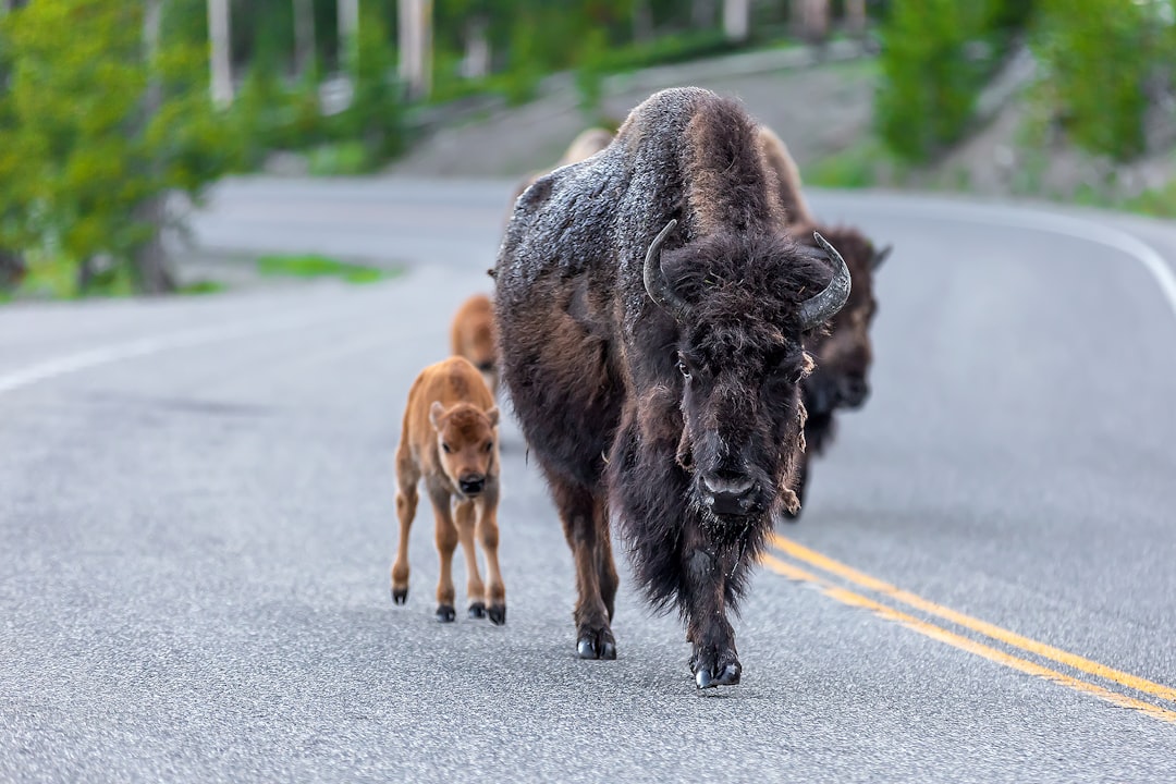 The Bison Calf: Thriving in Community Support (Image Credits: Unsplash)