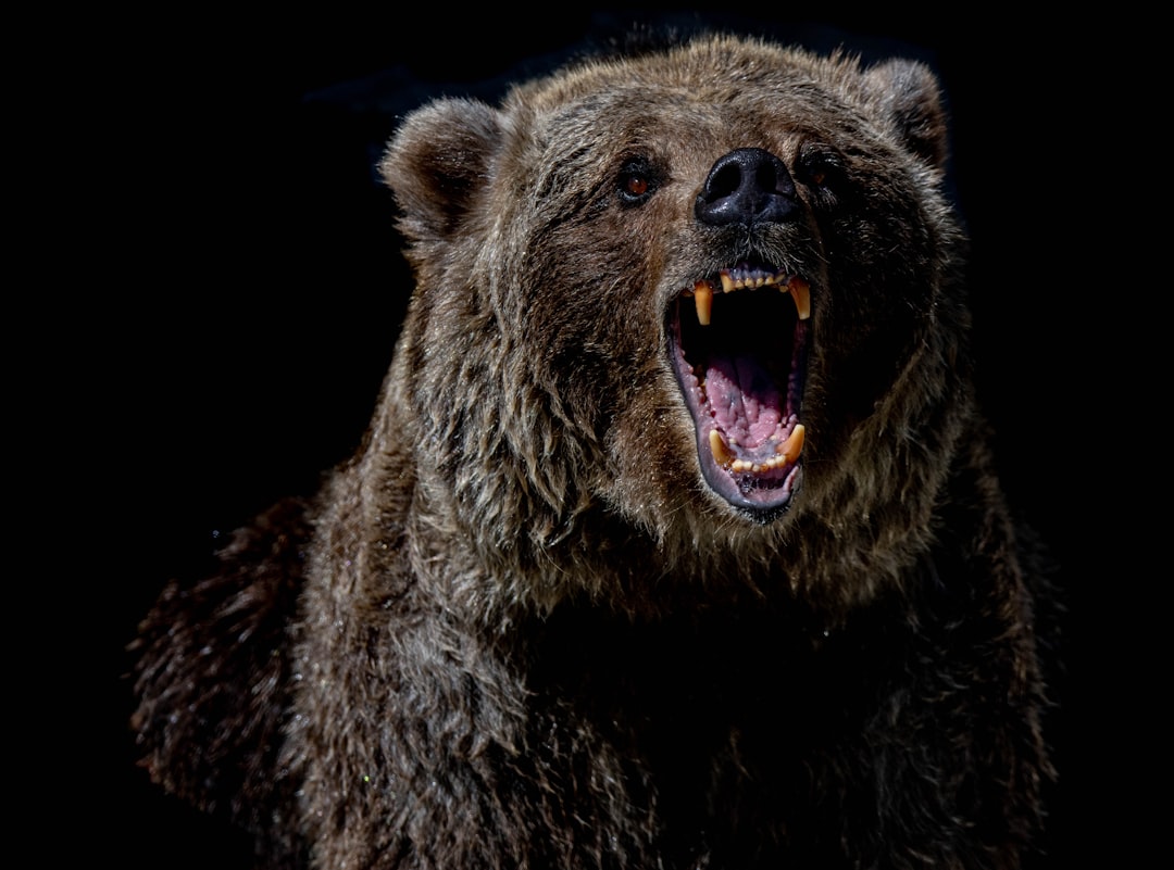 Mike Wheeler - Grizzly Bear (Image Credits: Unsplash)