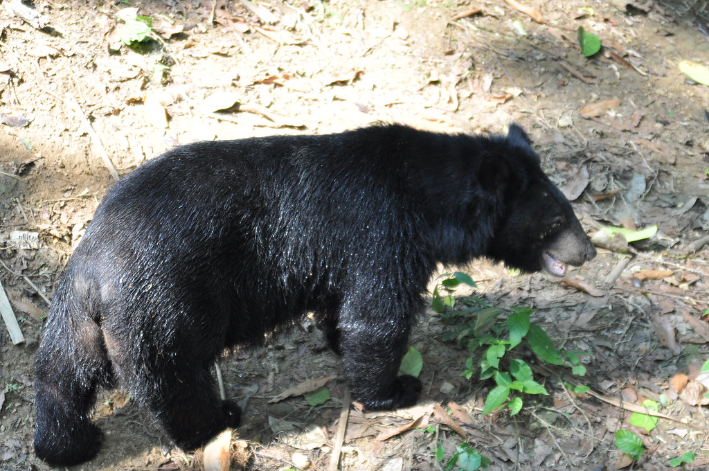 Lucas Sinclair - Black Bear (Image Credits: Flickr)