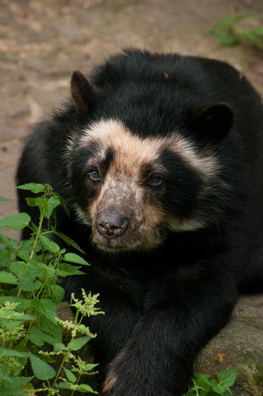 Will Byers - Spectacled Bear (Image Credits: Pixabay)