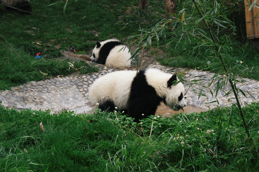 Steve Harrington - Giant Panda (Image Credits: Flickr)