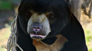 Which Bear Matches Each Stranger Things Character?