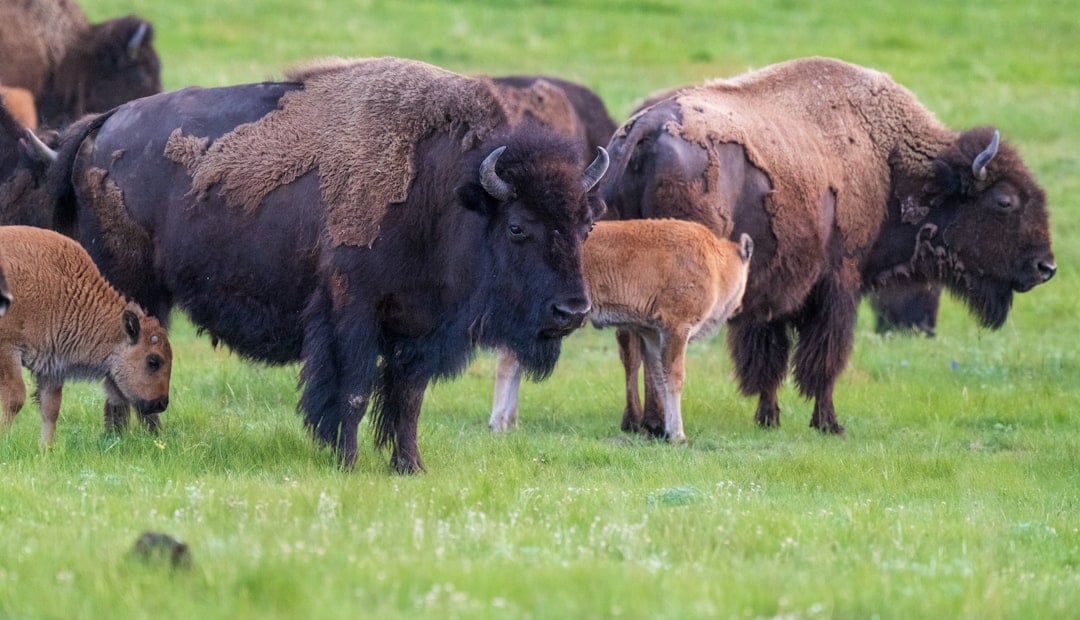 The Protective Team Guardian (Image Credits: Unsplash)