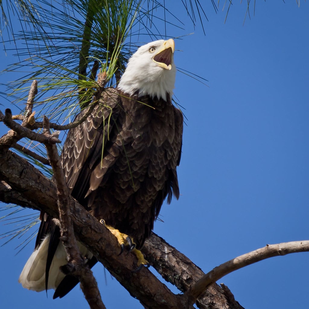 The Bald Eagle - The Committed Partner (Image Credits: Flickr)