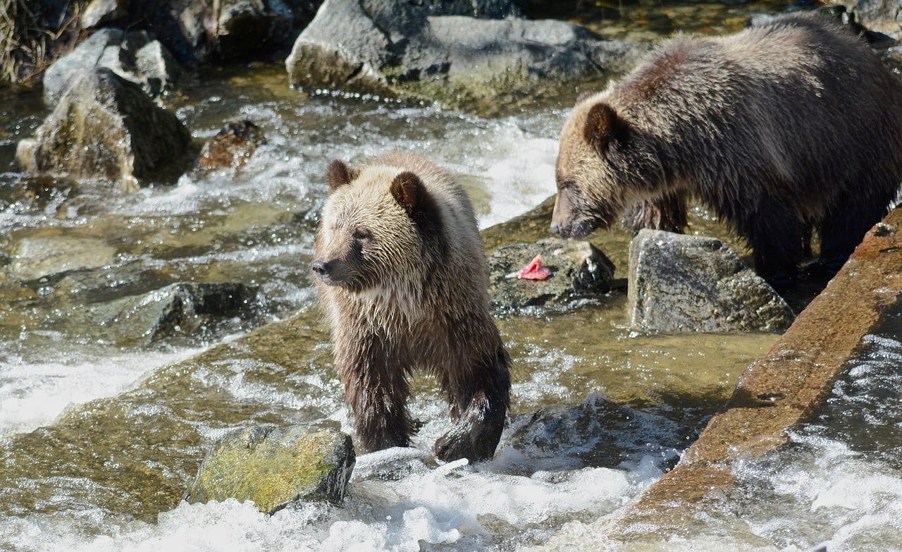 The Grizzly Bear - The Protective Provider (Image Credits: Pixabay)