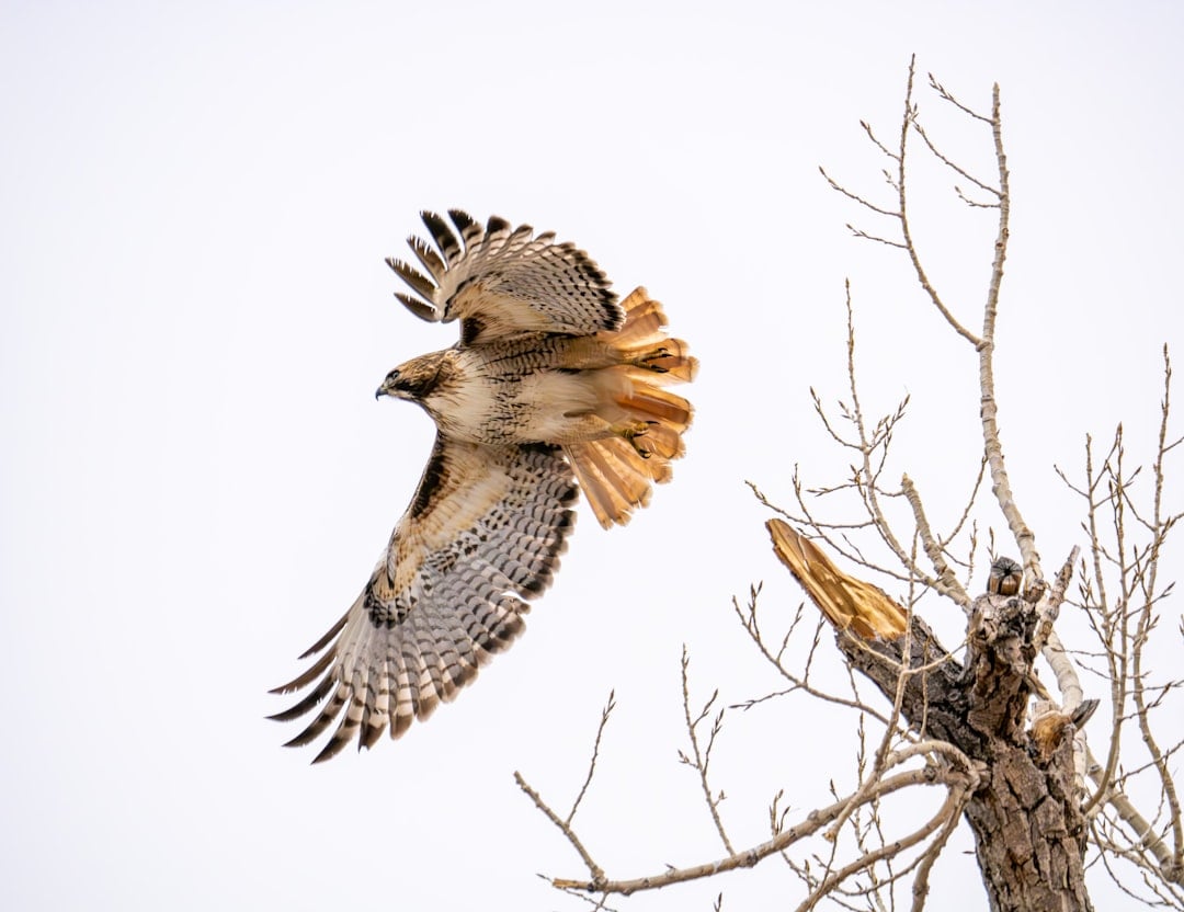 The Red-Tailed Hawk - The Opportunistic Dater (Image Credits: Unsplash)