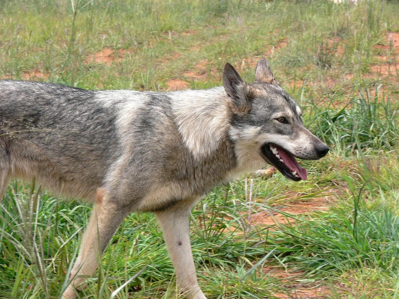 Wolves: The Silent Ambush Architects (Image Credits: Pixabay)